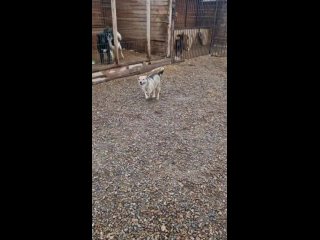 Видео от КРООЗЖ Мой пёс г. Красноярск