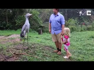 Shoebill Stork Is The Real Life Hippogriff