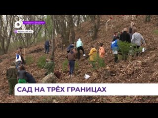 Сад памяти появился на сопке Заозёрной в Хасанском округе