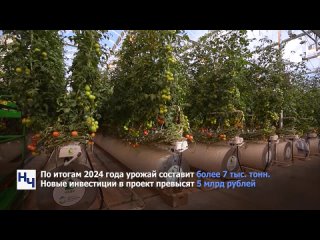 Астраханский тепличный комплекс «Кедр» планирует открыть вторую очередь