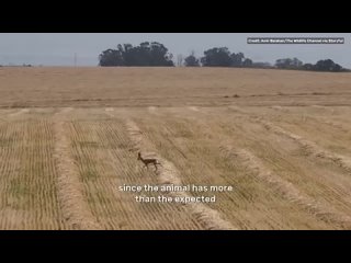 Extremely Rare Six-Legged Mountain Gazelle Spotted