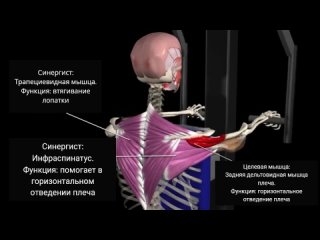 Максимальное развитие задних дельтовидных мышц с помощью обратных махов