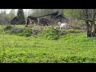 Весна в деревне Старое. Окуловский район. .