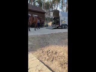 Видео от Russian horse market | Продажа лошадей