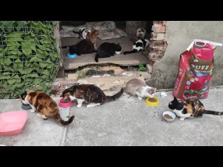 Видео от Чатырдагский Приют для Бездомных Животных
