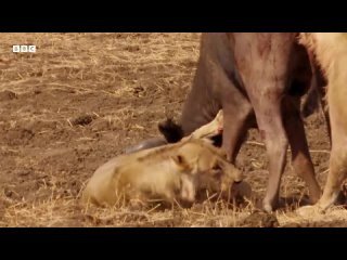 Greatest Fights In The Animal Kingdom _ BBC Earth