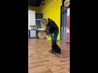Vdeo de Школа дрессировки собак Отличный пес