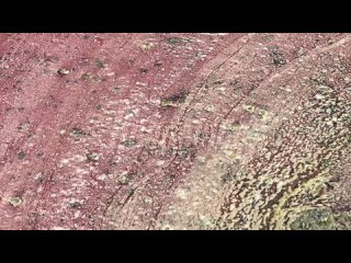 Река Мураниха в Домодедовском районе окрасилась в химический розовый цвет из-за слива нефтепродуктов — местные жители... (видео)