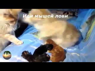 Video by Innokenty Petrovich
