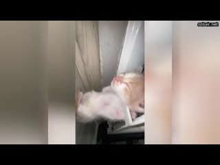 00:34 16 апр: Кота, особенно, если он еще совсем маленьких размеров, очень легко потерять, даже в пр