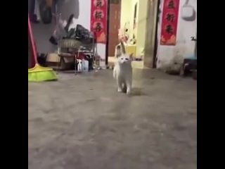 pregnant cat walk