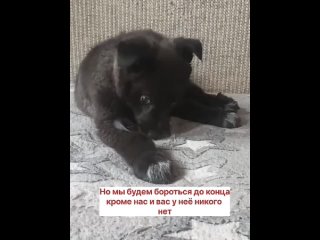 Video by “Будем жить“ - помощь собакам из Приюта Зыково