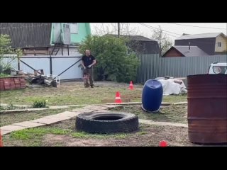 Видео от Дрессировка собак Нижнекамск