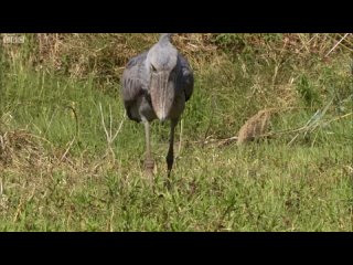 The Dark Side of Shoebill Chicks _ Africa _ BBC Earth