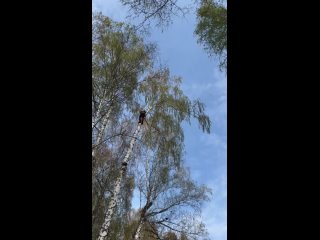 Видео от ArboristUral Спил деревьев в Челябинске.