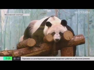 🐼 Панда Катюша впервые увидит Москву! Сегодня