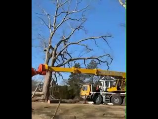 Техника по обрезке деревьев.