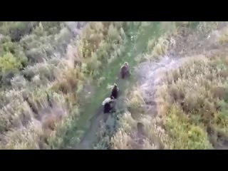 На Камчатке искали пропавшего песика и обнаружили его отдыхающим в компании медведей