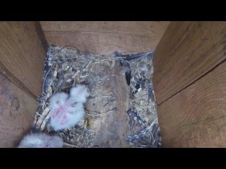 Птенцы длиннохвостой неясыти в искусственном гнездовье