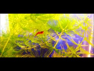 Видео от AquaDream (аквариумные животные)