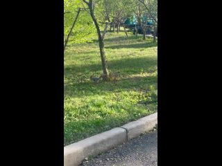 Белочка в парке Щербакова