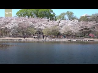 Observing Qingming Festival with a Chinese poem.