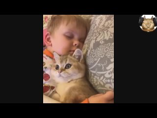 Котики и милые котята ))) Милое видео