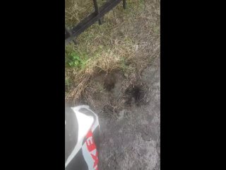 От подписчика   Здравствуйте!  В Лазаревском парке черепахи выползают из пруда на дорогу. Просьба к администрации парка... (видео)