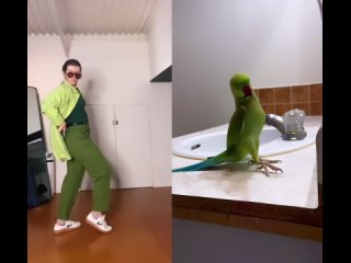 Танец попугая