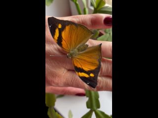 Video by Live Fly | Живые бабочки | Ижевск