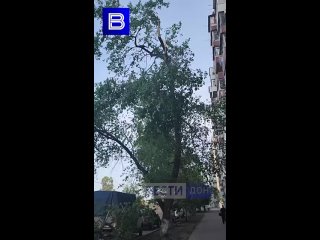 Сильный порыв ветра оборвал ветку дерева на ул. Профсоюзной в Ростове. Она упало прямо на припаркованный автомобиль
