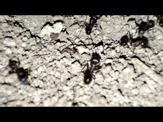 Муравьи за работой, заняты постройкой муравейника