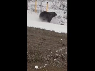 Как нападает медведь Довольно быстро)