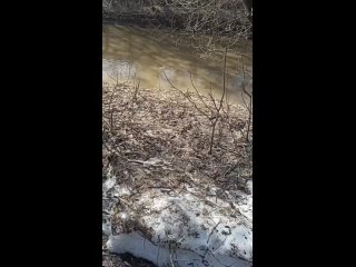 Читатель прислал видео, как в Долине реки Сетунь люди сплавляются на байдарках.