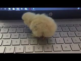 Keyboard chick