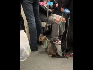 🇷🇺 На станции ВДНХ задержали агрессивного мужчину с очень спокойным котиком на поводке
