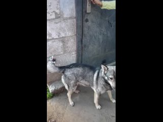 Милые наши Ангелы❤️ Вы с нами уже давно вместе, мы делимся с Вами не только деятельностью нашего приюта, но и своими жизнями, ко