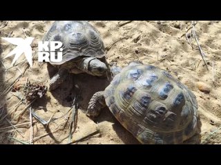 Черепахи в зооуголке