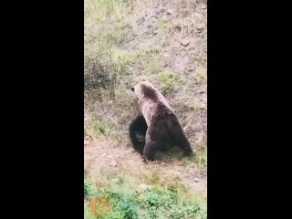 Каннибализм у бурого медведя - явление обычное, но на видео сам процесс  попадает нечасто.