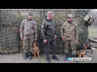«Шериф» и «Жара» – как живут и работают минно-розыскные собаки Ленинградского полка?