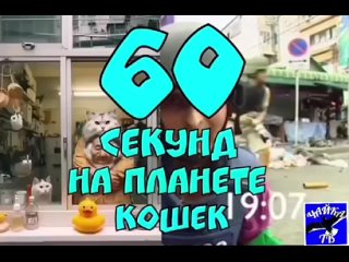 Кот на свете всех сильнее! 68 Серия.