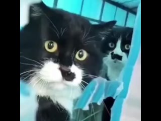 Тебя поставили подслушивать, а ты подглядываешь 😼