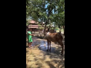 🥵 В такую жару хочется: либо сидеть под кондиционером, либо плавать в прохладной воде.   Сотрудники парка «Лога» это... (видео)