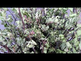 Видео от ЗооПир (товары для грызунов)сено,травы вкусняшки