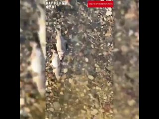 Массовая гибель рыбы в реке Сунже