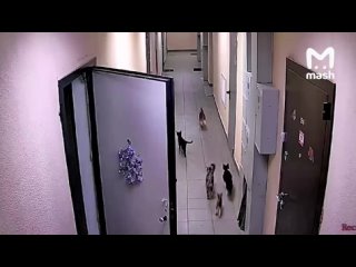 Во-первых, жара, ты за***ла. Во-вторых, представьте, каково жителям многоэтажки на улице Харлампиева в Москве, где... (видео)