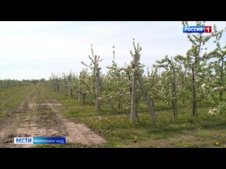 В Гурьевском районе посадили новый яблоневый сад