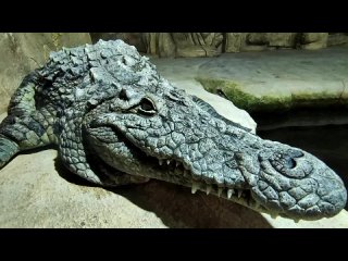 Огромный крокодил в Ялтинском Крокодиляриум!