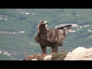 Беркут – Главный в небе! Самый большой и быстрый орёл. Интересные факты о беркутах.