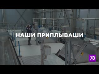 «Наши приплываши»: что находят в канализации Петербурга?